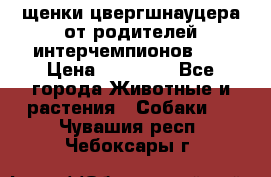 щенки цвергшнауцера от родителей интерчемпионов,   › Цена ­ 35 000 - Все города Животные и растения » Собаки   . Чувашия респ.,Чебоксары г.